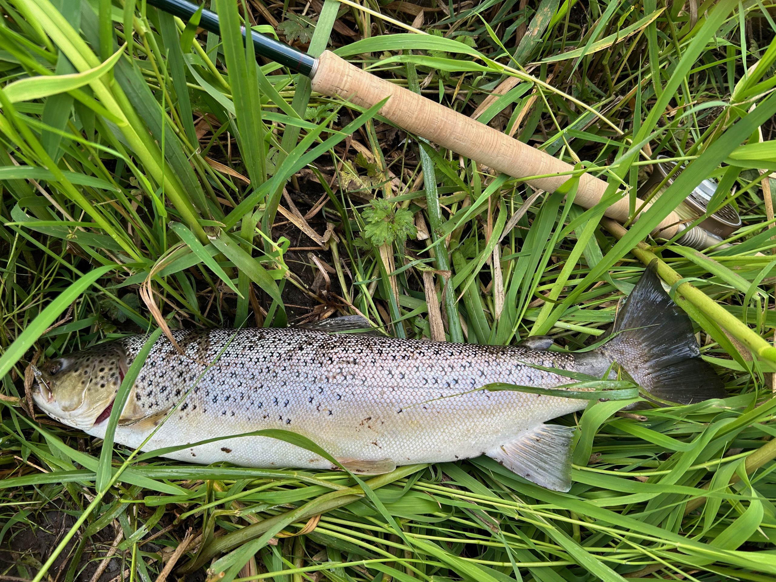 2kg searun brown trout that took a swung Pathakorva fly