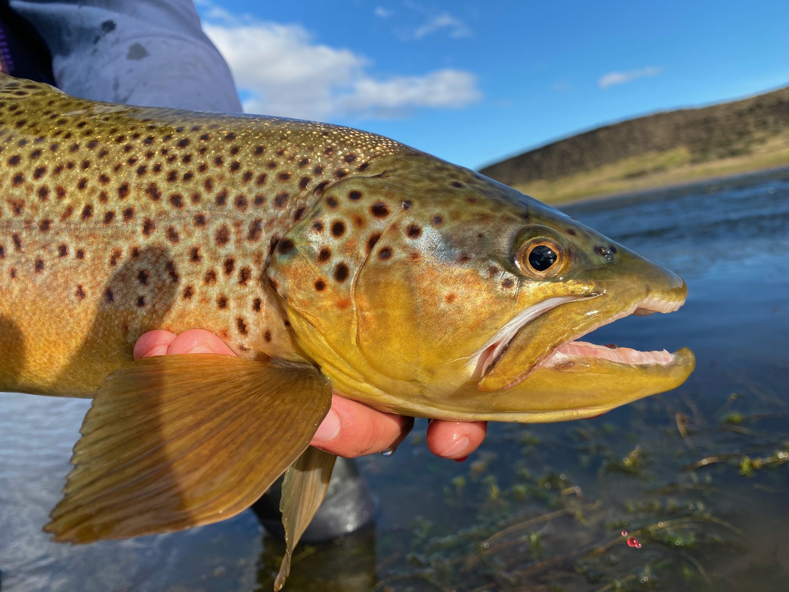 More often than not a resident brown trout can be lured. They usually display fantastic colors and huge fins