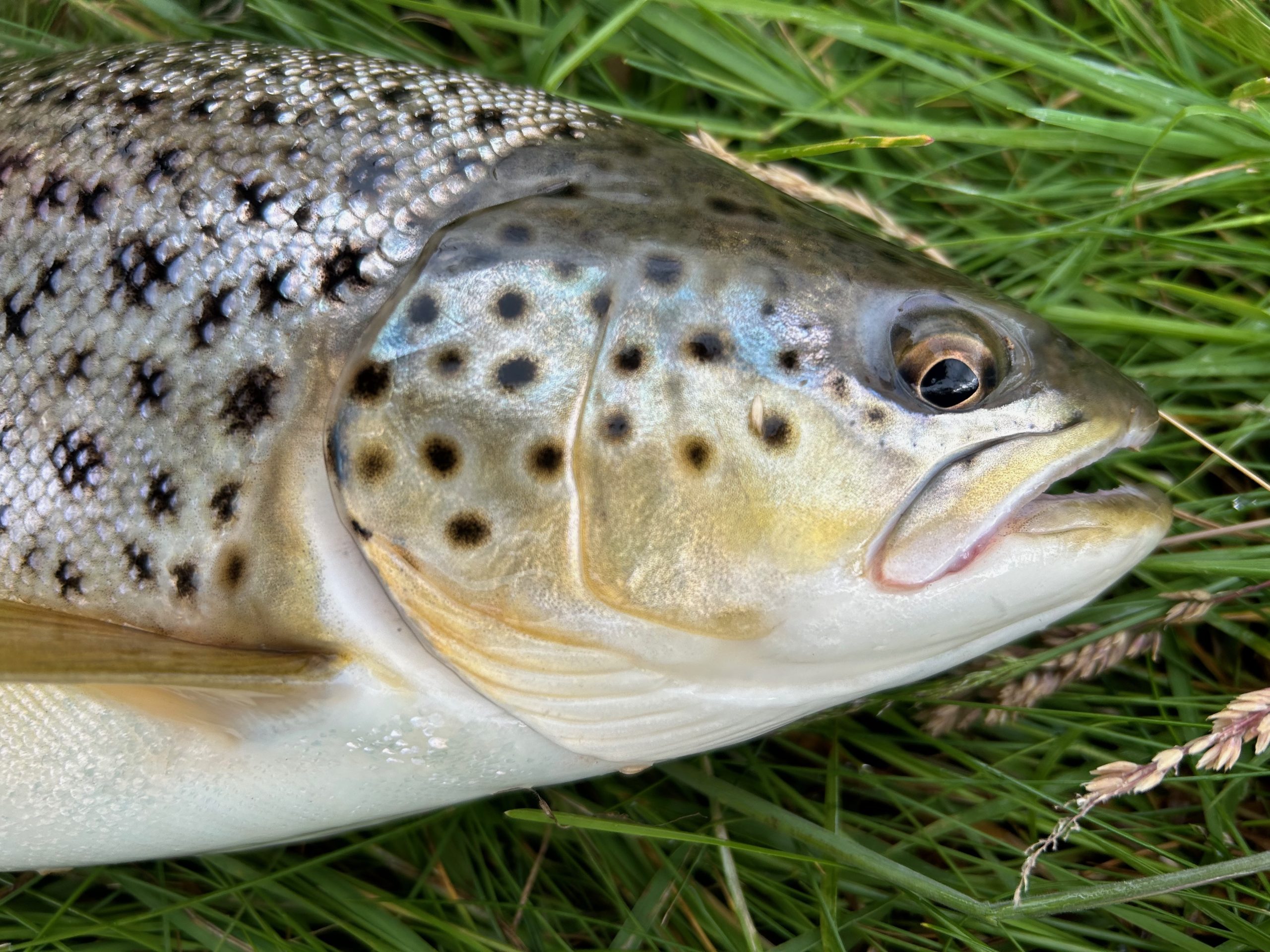 Close up of a searun brown trout from Skjern A