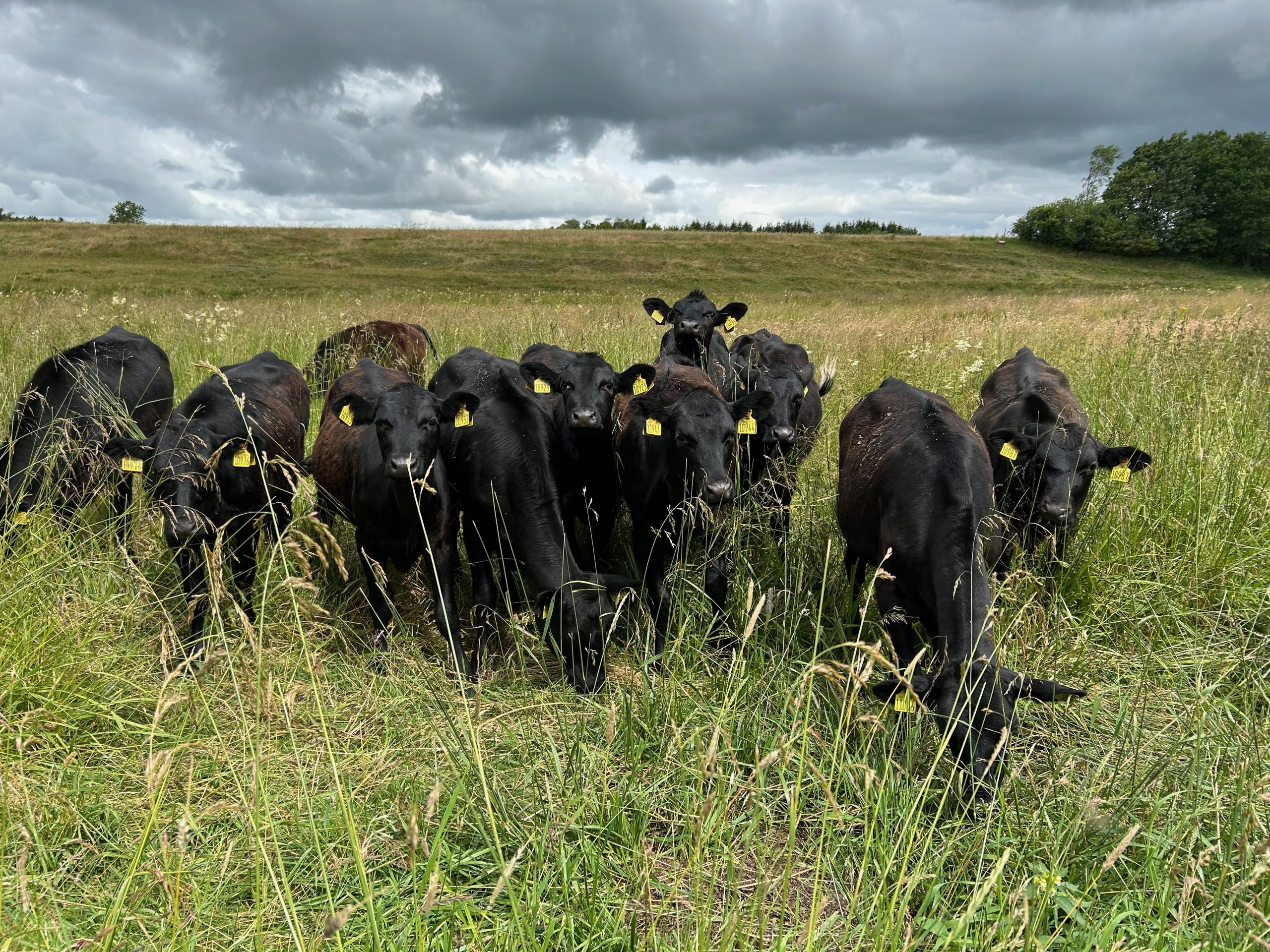 Curious cows gather to watch these strange men swinging their magic wands